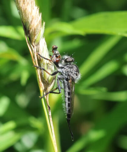 Robber Fly With Prey 7 7.5 6.5 21 Heather Engel  Nature Master