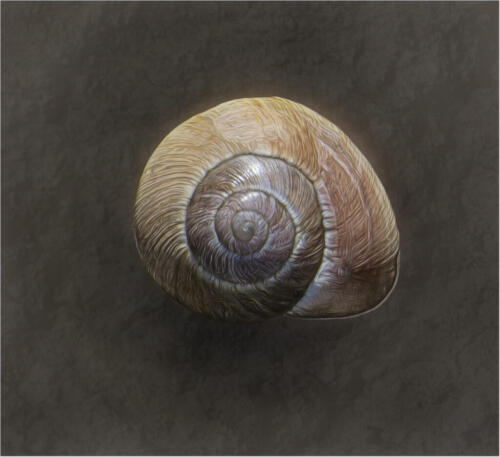Shell 6.5 7.5 6.5 20.5 Elzbieta Piskorz  Creative Gold