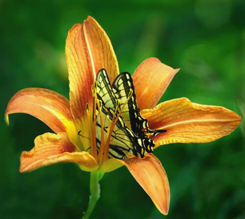 Yellow Swallowtail In Lily 7 7.5 6.5 21 Colleen Bird  Nature Gold