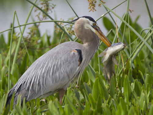 Great Blue Heron- Big Fish 7.5 7.5 8.5 23.5 David Seldon  Nature Master