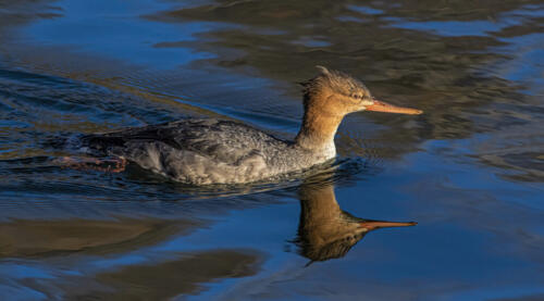 Common Merganser 7 7.5 7.5 22 Gary Love  Nature Master
