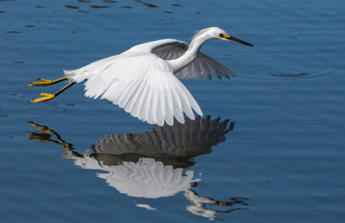 Snowy Egret In Flight 7.5 8 7.5 23 GPP Herb McClelland  Nature Gold