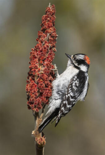 Juvenile Downy Woodpecker  8 7 8 23 Greg Alderson  Nature Master