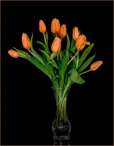 Soon There Will Be Tulips 8.5 8.5 8.5 25.5 TC DP Kathryn Martin  Pictorial Master