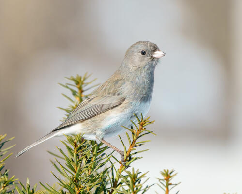 Female Slate Coloured Junco 8 8.5 8.5 25 TC DP Kathryn Martin  Nature Master