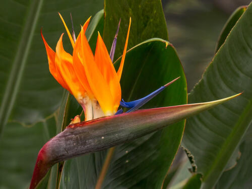 Bird Of Paradise 7 7 6.5 20.5 Terry Ross-Poulton  Pictorial Gold