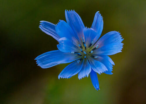 Chicory 8 7 7.5 22.5 Doug Doede  Nature Master