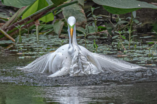 Great Egret In Breeding Plumage  7 8 6.5 21.5 Herb McClelland  Nature Gold