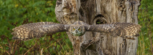Great Horned Owl In Flight 8.5 8 7 23.5 GPP Andy Langs  Nature Gold