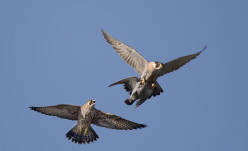 Peregrine Falcons 8 8.5 7 23.5 Pat Wintemute  Nature Master