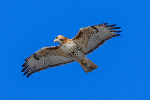 Red Tailed Hawk 6.5 7 7.5 21 Geoff Dunn  Nature Gold