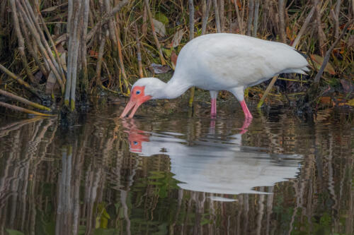 White Ibis Probing 7.5 7 7.5 22 Geoff Dunn  Nature Gold