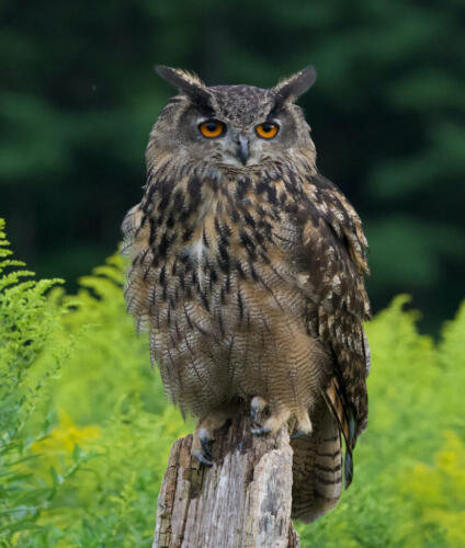 Eurasian Eagle Owl 7.5 7.5 7 22 TC SPP Ewa Rakowski  Nature Silver