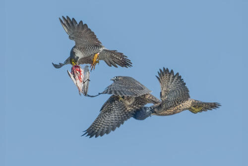 Peregrine Fledglings Training2 9 9.5 10 28.5 TC DP Greg Alderson  Nature Master