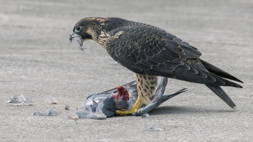 Peregrine Falcon Fledge Feeding 8 10 8.5 26.5 HM DP Greg Alderson  Nature Master