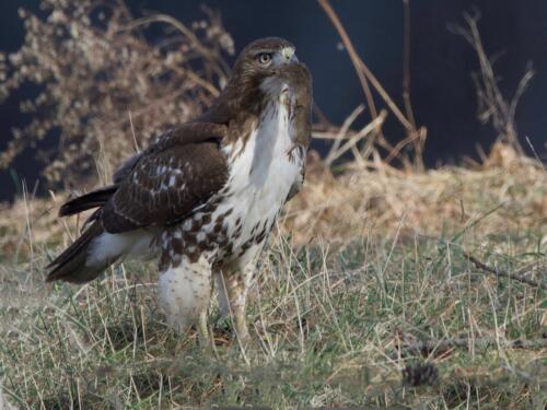 Red-Tailed Hawk 7.5 8 8 23.5 TC SPP Ewa Rakowski  Nature Silver