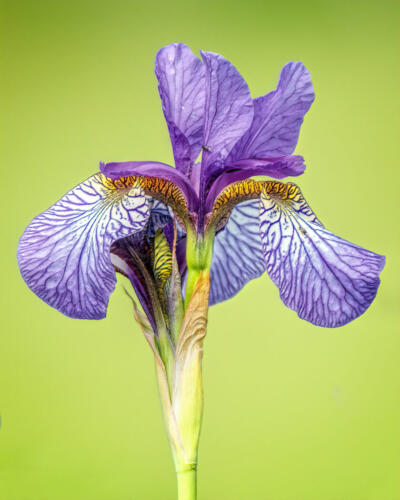 Iris 7.5 7 7 21.5 Kathryn Martin  Pictorial Master