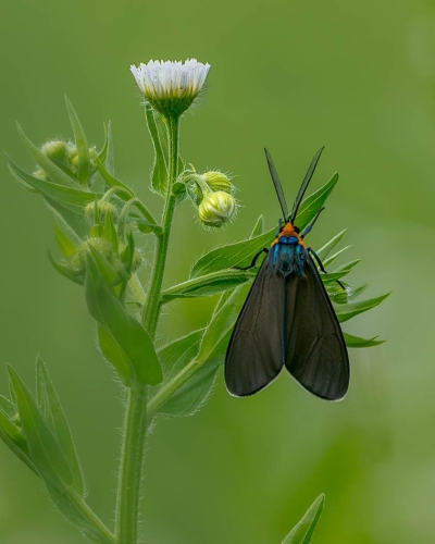 Virginia ctenucha tiger mothTop N 26.5 TC DP Kathryn Martin Nature Master