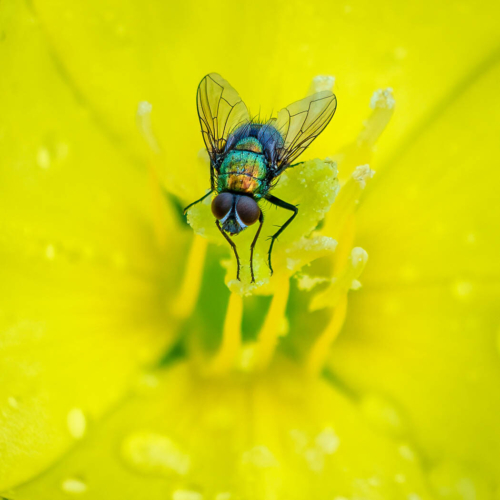 Common Green Bottle Fly 9 8 8 Tot 25 TC DP Kathryn Martin  Nature Master
