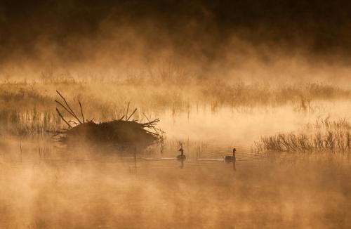 Algonquin Beaver Lodge Sunrise Thomas McGory Landscape 25-capa2020-Canada