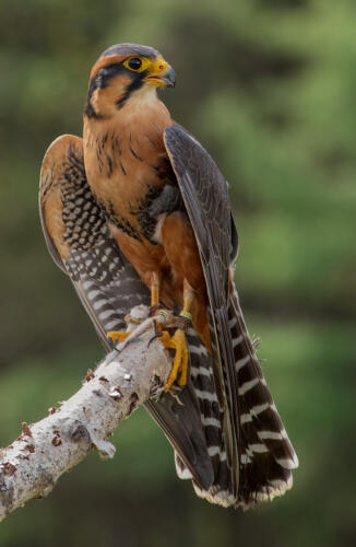 Apalomado Falcon #2 8 8.5 9 25.5 TC GPP Terry Ross-Poulton  Pictorial Gold