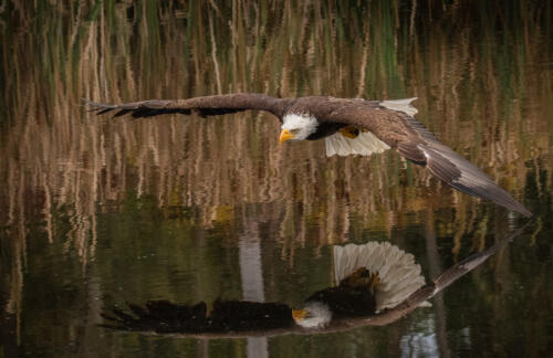Bald Eagle In Flight 7.5 8 7.5 23 David Evans  Nature Master