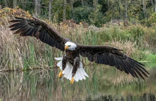 Bald Eagle Landing 1St Tie Nature 8.5 8 9 Tot 25.5 TC GPP Jim Maguire  Nature Gold