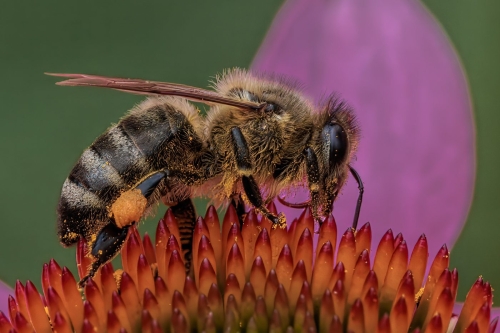 Western Honey Bee Pollinating an EchinaceaTop N 26.5 TC DP Geoff Dunn Nature Master