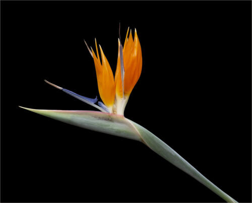 Bird Of Paradise Flower 9.5 8.5 8 26 TC GPP Elzbieta Piskorz  Pictorial Gold