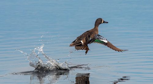 Blue-winged teal taking flight 23 Jim Maguire Nature Master
