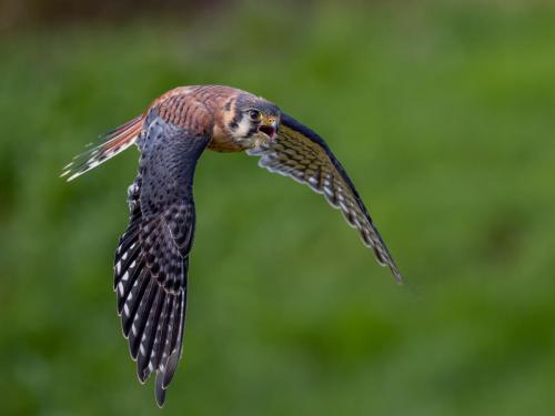 CAPA - 2020 - Birds in Flight