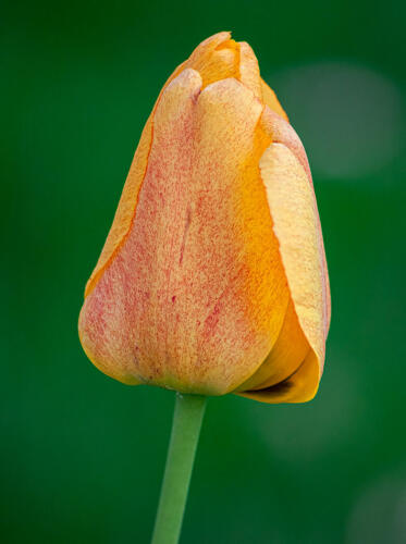 Colorful Tulip 7.5 7.5 7 22 Terry Ross-Poulton  Pictorial Gold