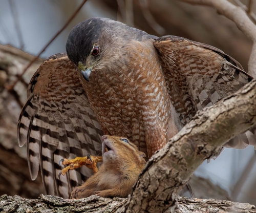 Resignation-Coopers Hawk Overpowers Chipmunk PreyTop N 26.5 TC DP Geoff Dunn Nature Master