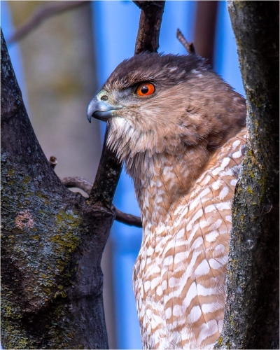 Coopers Hawk On Watch 23.5 TC BPP Jon Dun Nature Bronze