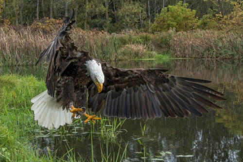 Bald Eagle Up Close 9 9 9 27 TC DP Greg Alderson  Nature Master