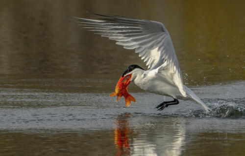 Caspian Tern Over Water 9.5 8.5 9.5 27.5 TC DP Greg Alderson  Nature Master