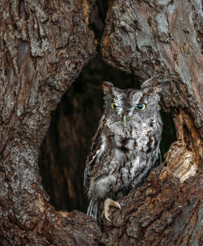 Eastern Screech Owl 9 9 10 28 TC DP Bertin Francoeur  Nature Master