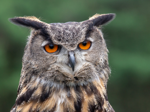 Eurasian Eagle Owl 9.5 7 8.5 Tot 25 TC DP Terry Ross-Poulton  Nature Master
