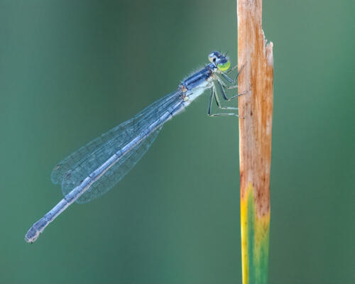 Eastern Forktail Damselfly F 9 10 10 29 TC DP Kathryn Martin  Nature Master