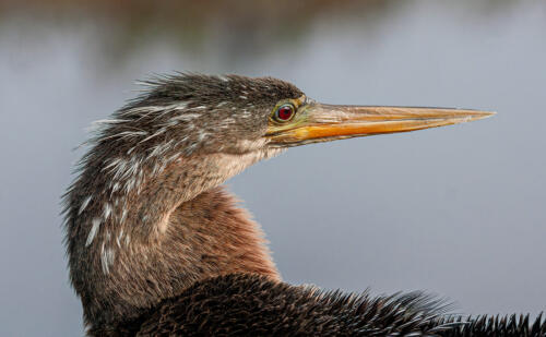 Female Anhinga Portrait 9 8.5 8.5 26 TC GPP Terry Ross-Poulton  Nature Gold