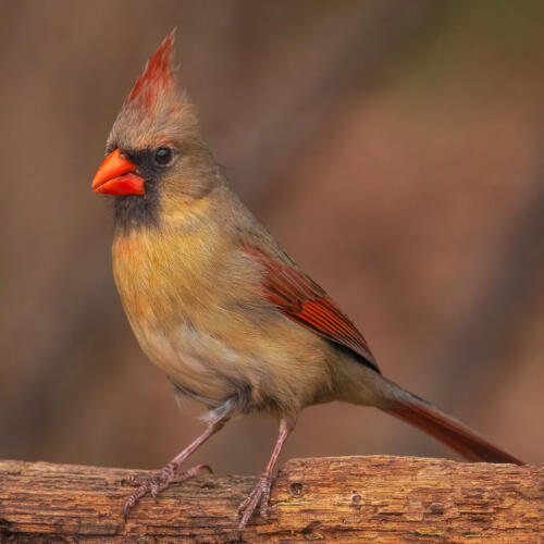 Female Northern Cardinal 7 7.5 8 22.5 Geoff Dunn  Nature Master