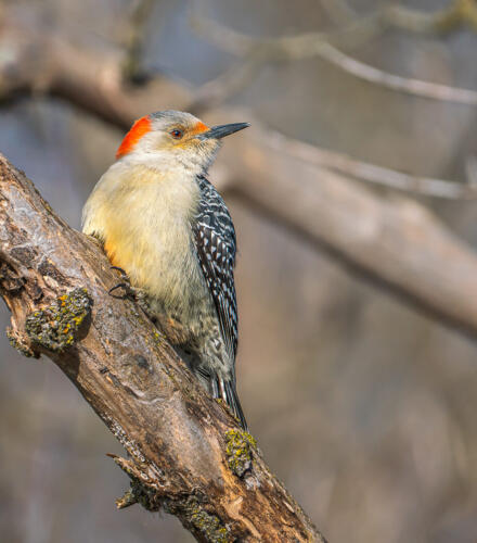 Female Red-Bellied Woodpecker 7.5 7 7 21.5 Bertin Francoeur  Nature Master