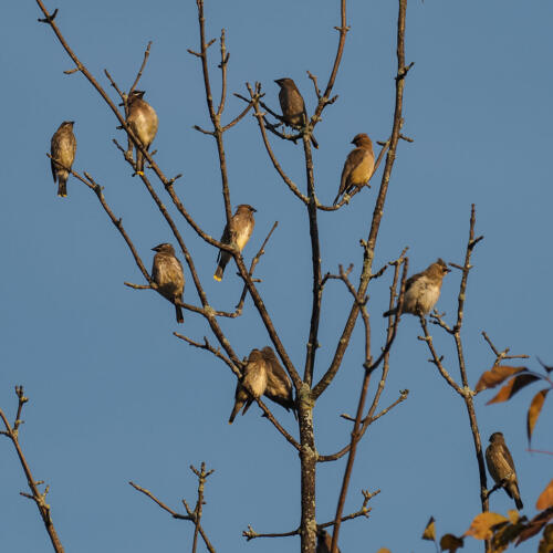 Cedar Waxwings 7.5 7 7.5 22 Colleen Bird  Nature Gold