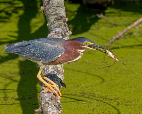 Green Heron Catches Fish 7.5 8 8 23.5 Geoff Dunn  Nature Master
