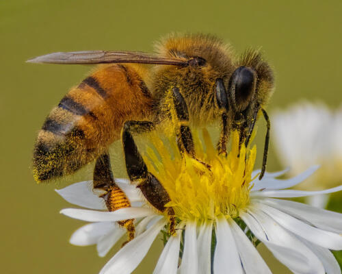 Honey Bee Closeup 8.5 8.5 10 27 TC DP Geoff Dunn  Nature Master