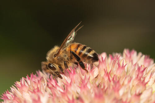 Western Honey Bee On Seedum 8.5 8 9 25.5 TC GPP Geoffrey Skirrow  Nature Gold