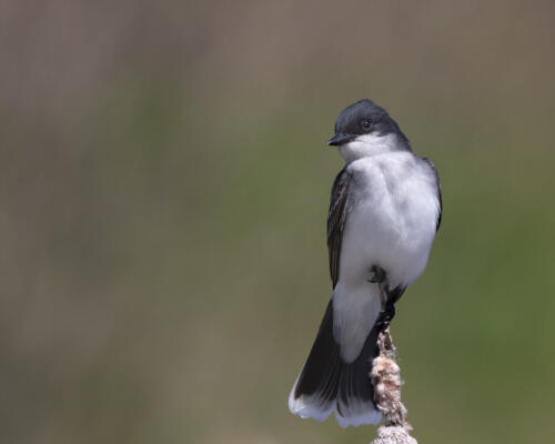 Eastern Kingbird On Bullrush 8 8 8.5 24.5 HM GPP Geoffrey Skirrow  Nature Gold