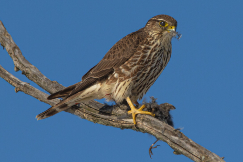 Sharp-Shinned Hawk With Prey 1St Tie Nature 8.5 7.5 9.5 Tot 25.5 TC GPP Geoffrey Skirrow  Nature Gold