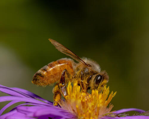Western Honey Bee On Aster 7 8 7.5 22.5 Geoffrey Skirrow  Nature Gold