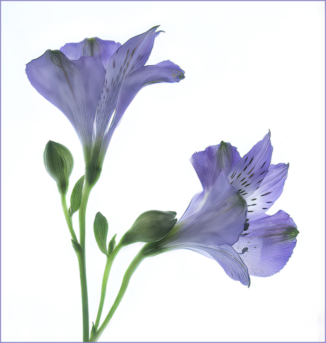 Judy Boufford-Alstroemeria Pair 23